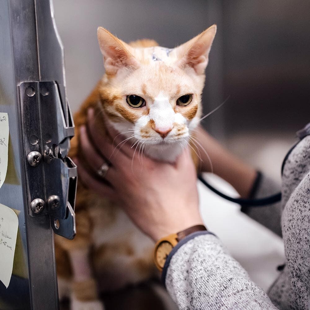 Examining Cat With Heart Condition Examining Cat With Heart Condition