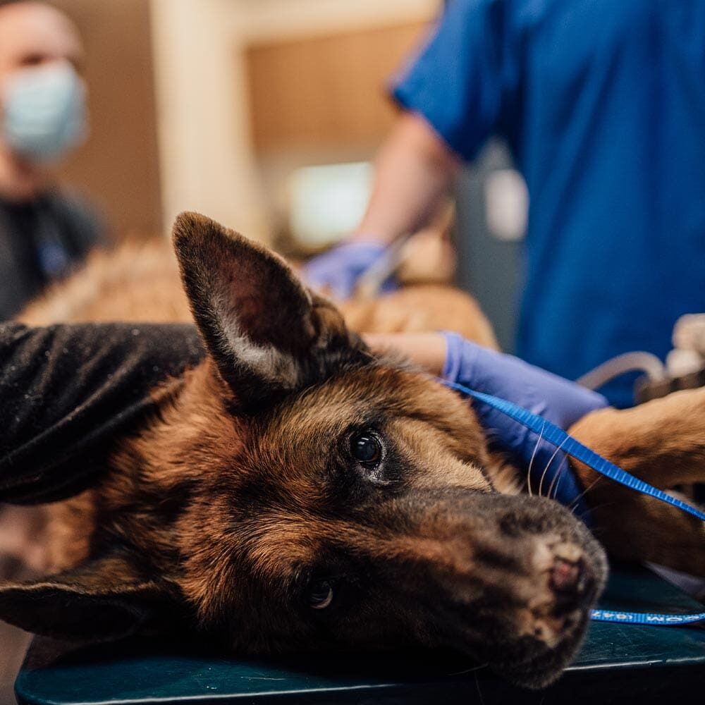Fluffy Dog Laying On Exam Table Fluffy Dog Laying On Exam Table