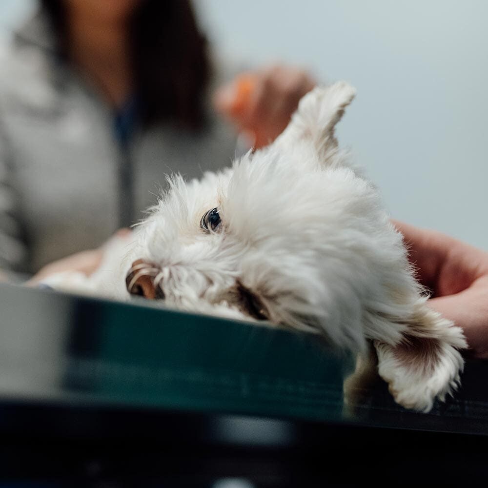 Fluffy White Dog Laying On Side On Exam Table Fluffy White Dog Laying On Side On Exam Table