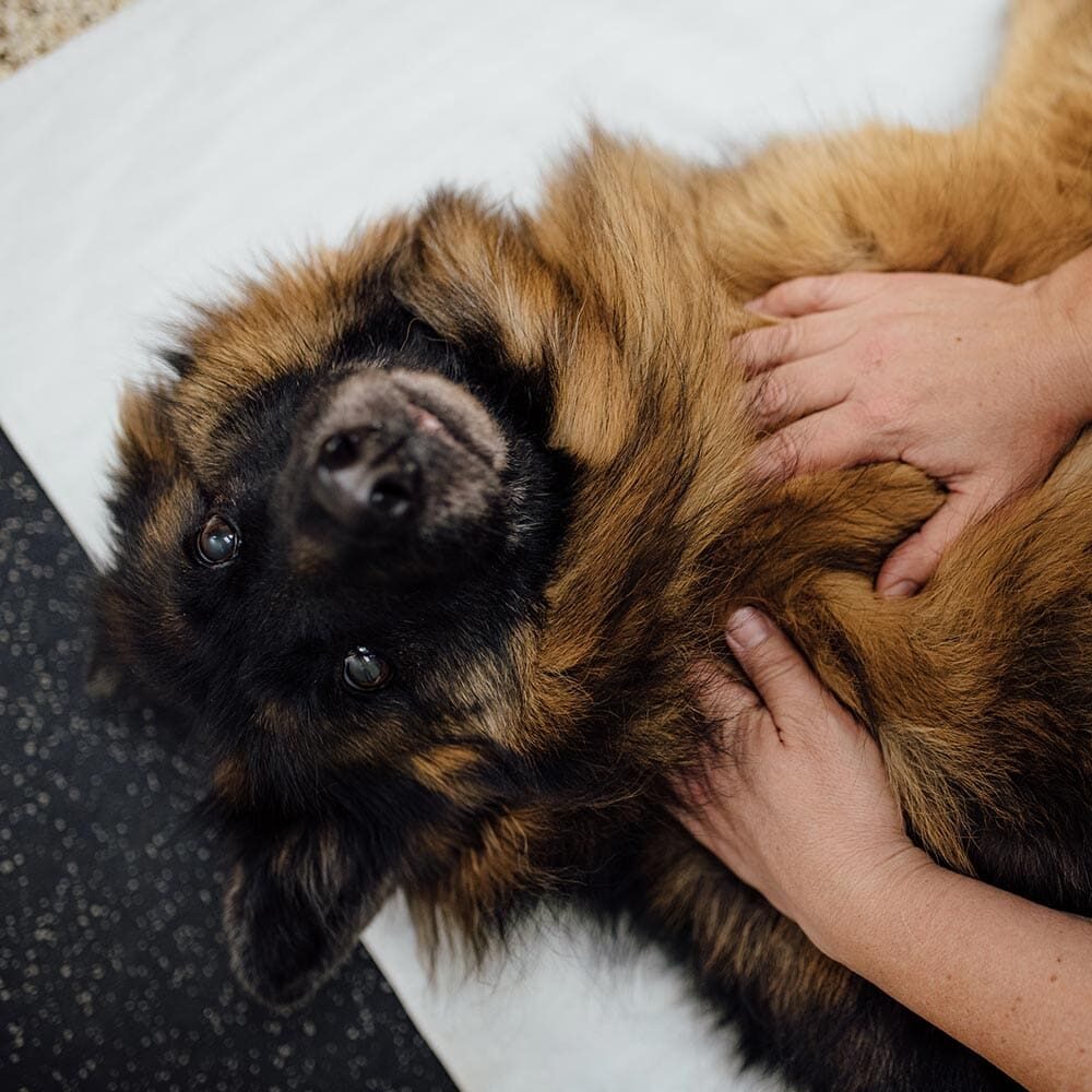 German Shepherd Laying On Side While Getting A Massage