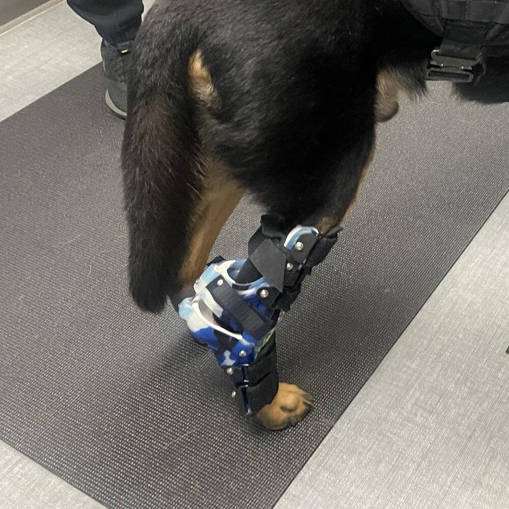 German Shepherd Wearing Orthotic German Shepherd Wearing Orthotic on right rear leg