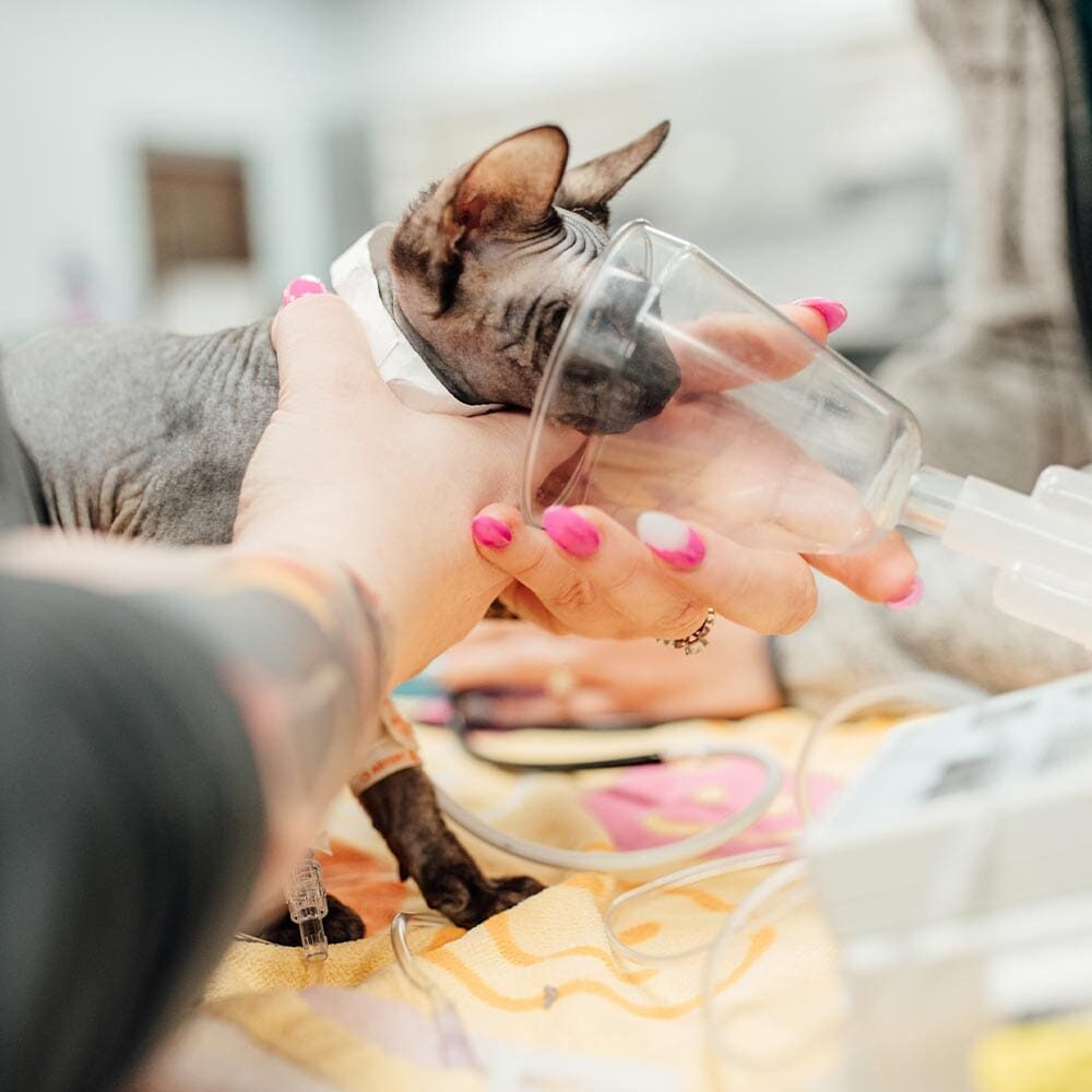 Giving Cat Anesthesia From Mask