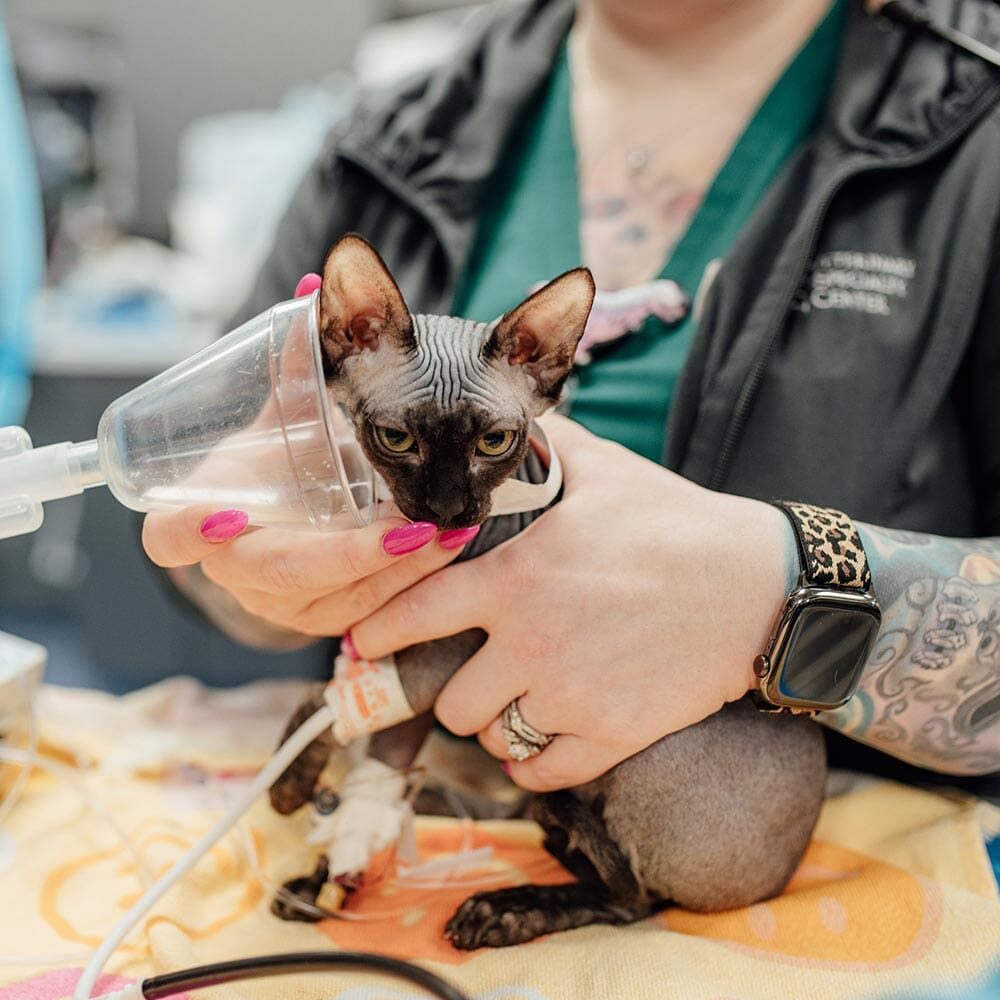 Hairless Cat Getting Oxygen Hairless Cat Getting Oxygen