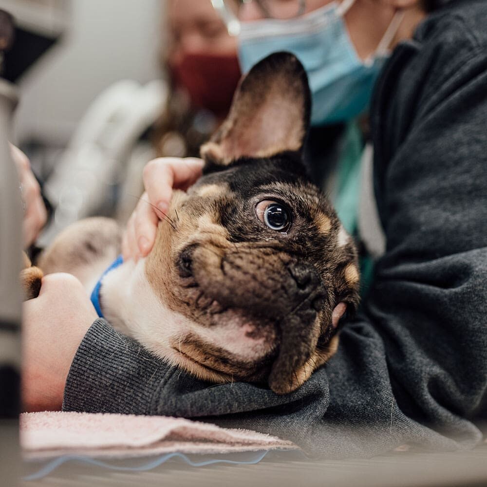 Happy French Bulldog Snuggling Staff Member