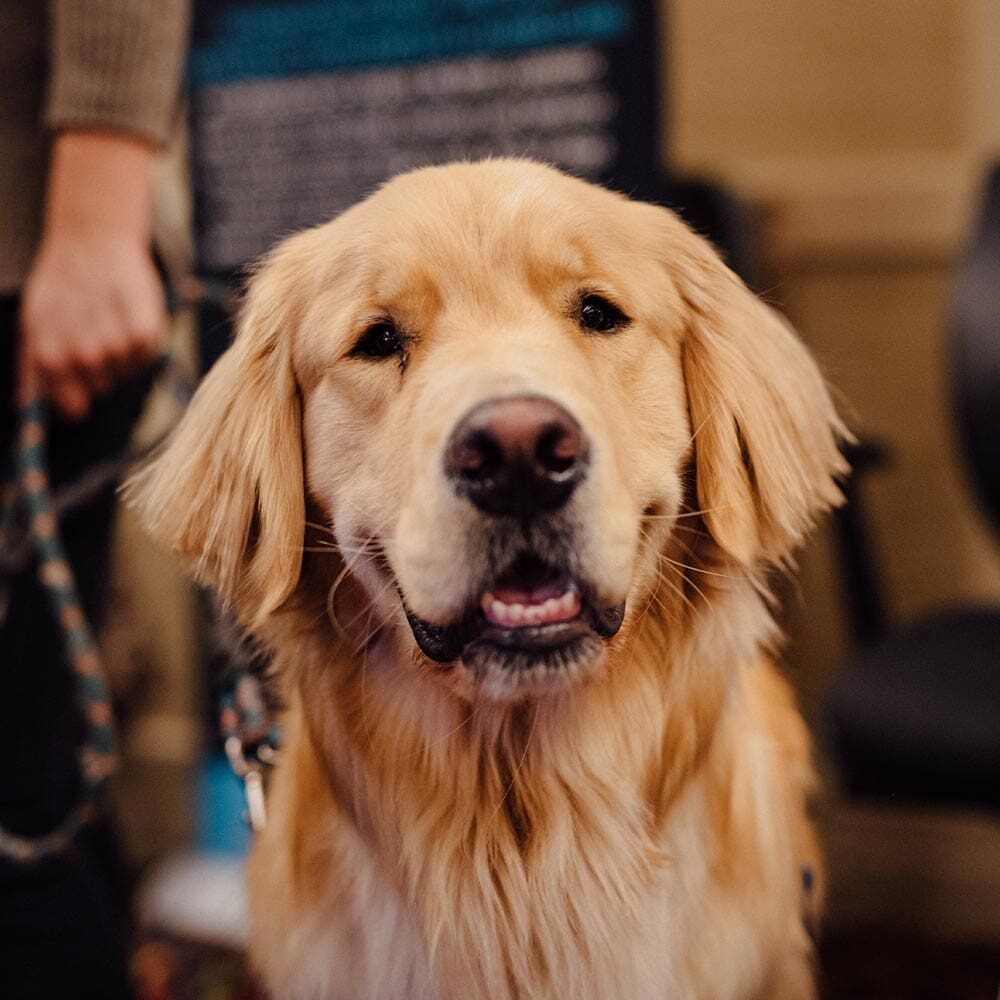 happy golden retriever on leash