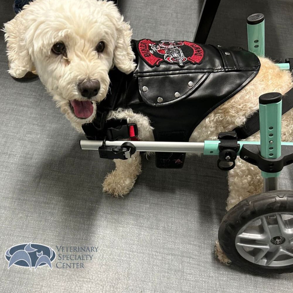 Happy Small White Dog With Cart