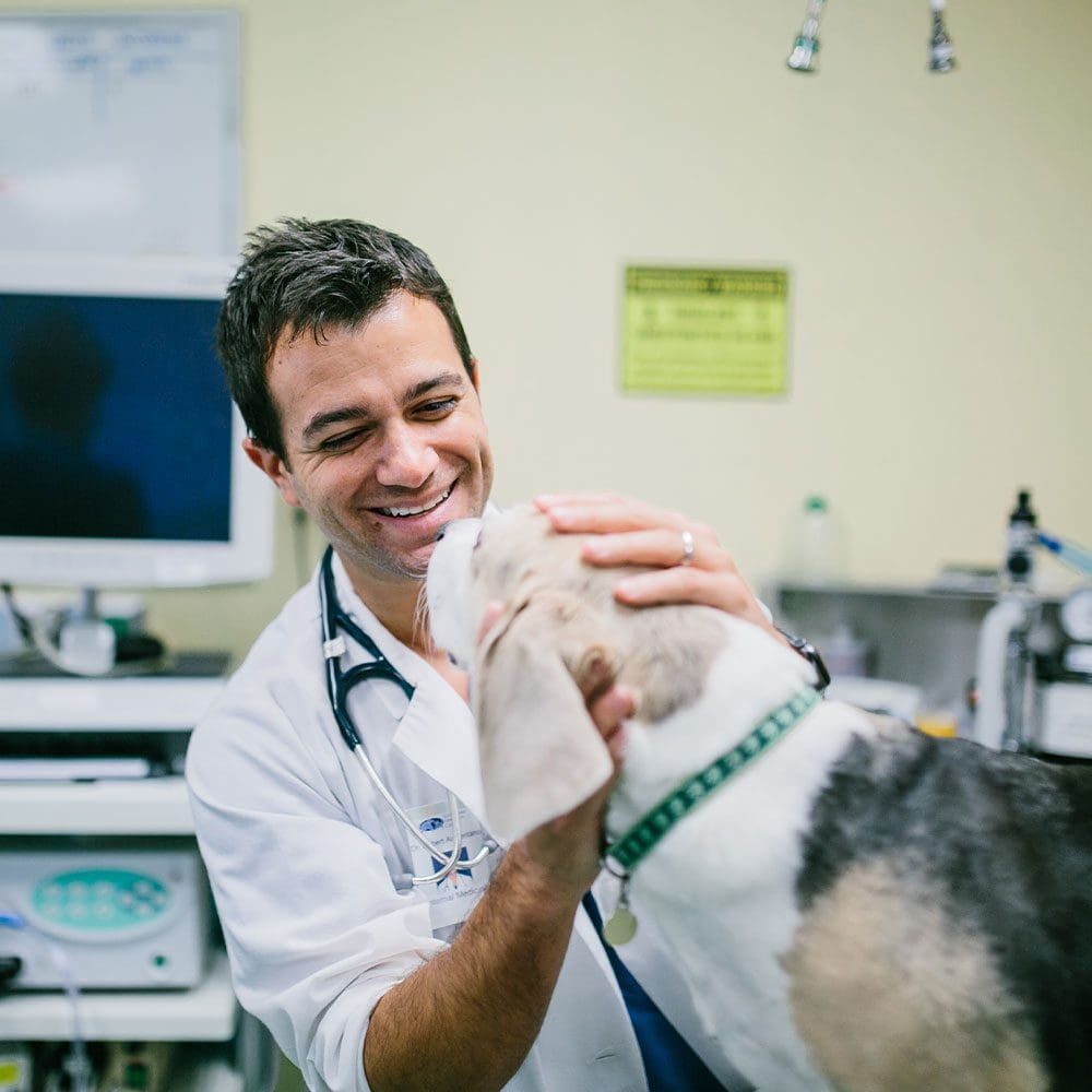 Pet Insurance Information In Bannockburn Il