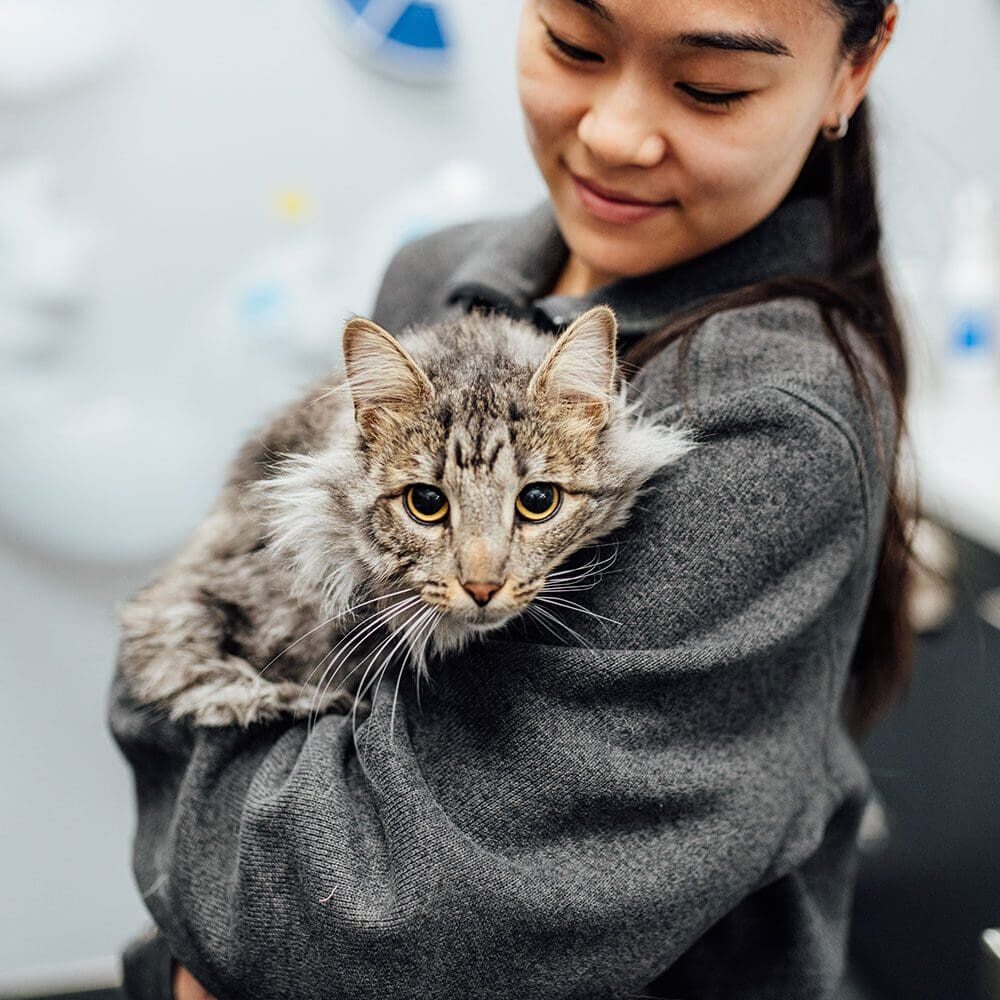Pet Owner Information In Bannockburn Il Pet Owner Information In Bannockburn Il