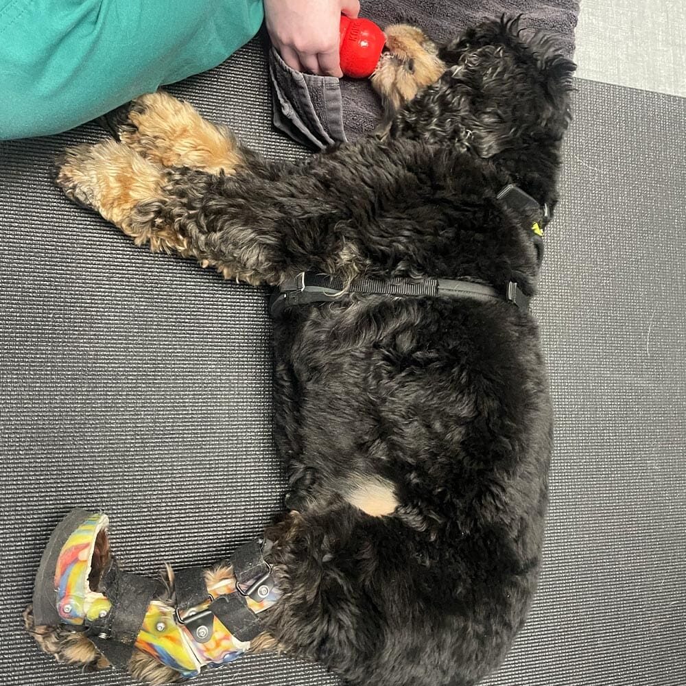 Small Dog With Orthotic Licking Kong Toy small dog with orthotic lying on side and licking Kong toy from person's hand