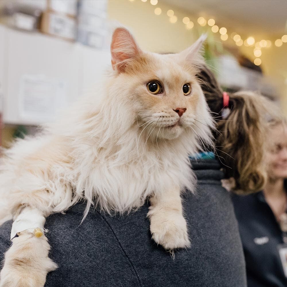 Staff Member Holding Fluffy Blonde Cat Over Shoulder Staff Member Holding Fluffy Blonde Cat Over Shoulder