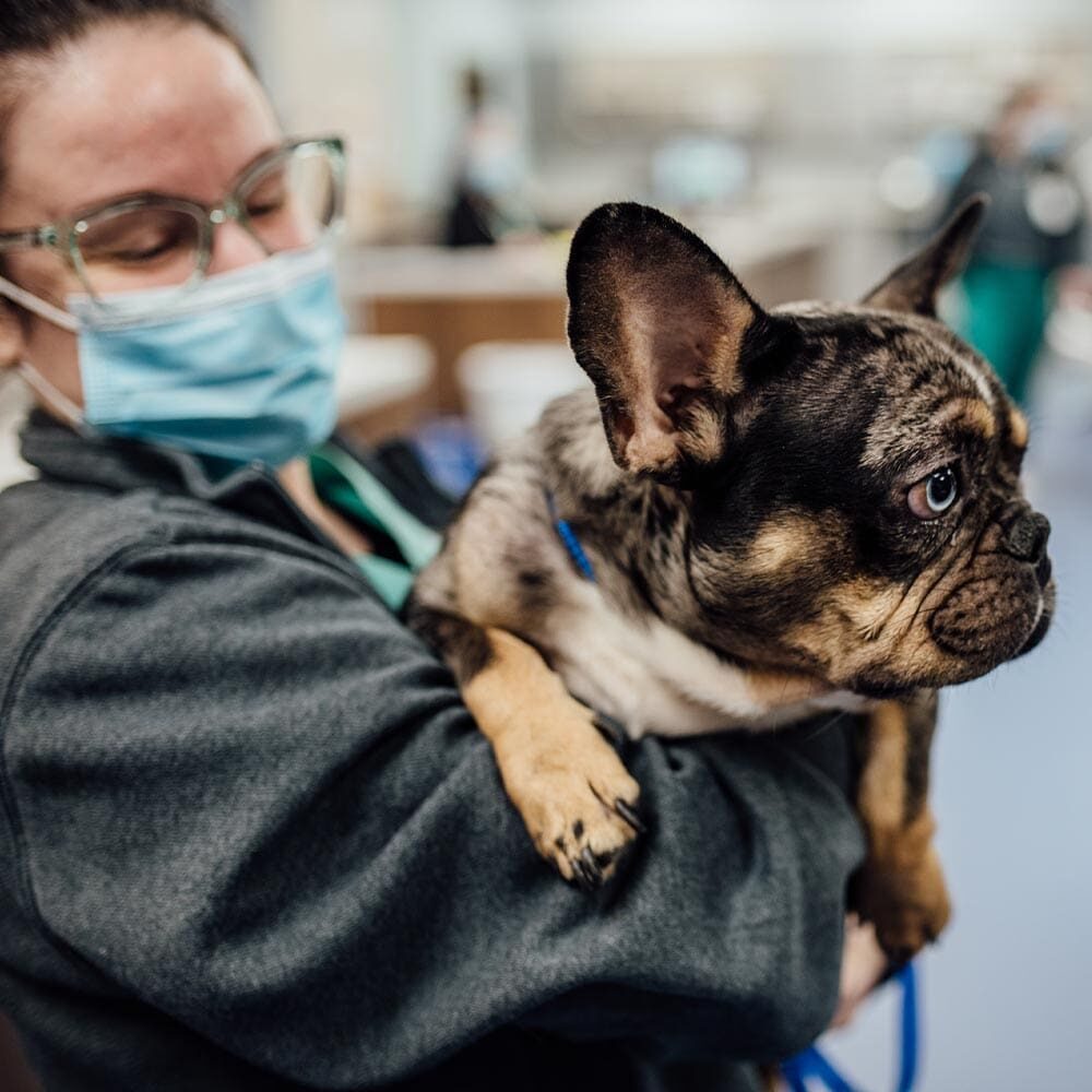 Staff Member Holding Frenchie Staff Member Holding Frenchie