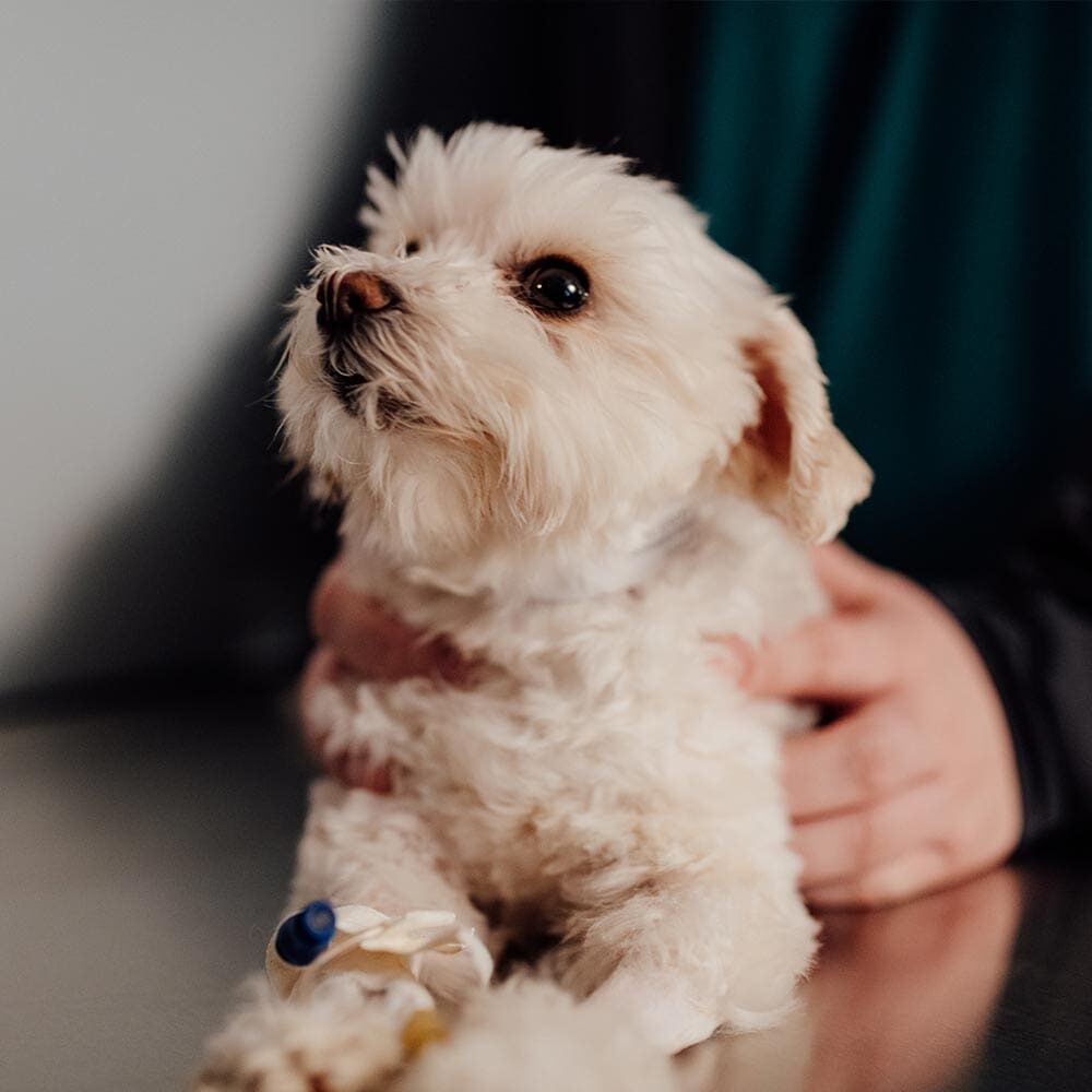 Staff Member Holding Small Fluffy Puppy Staff Member Holding Small Fluffy Puppy