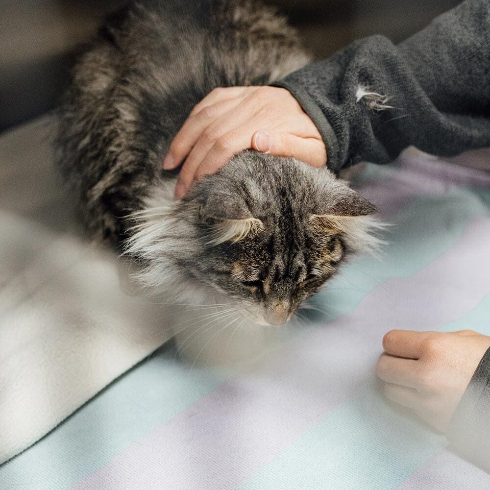 Staff Member Petting Cat In Enclosure Staff Member Petting Cat In Enclosure