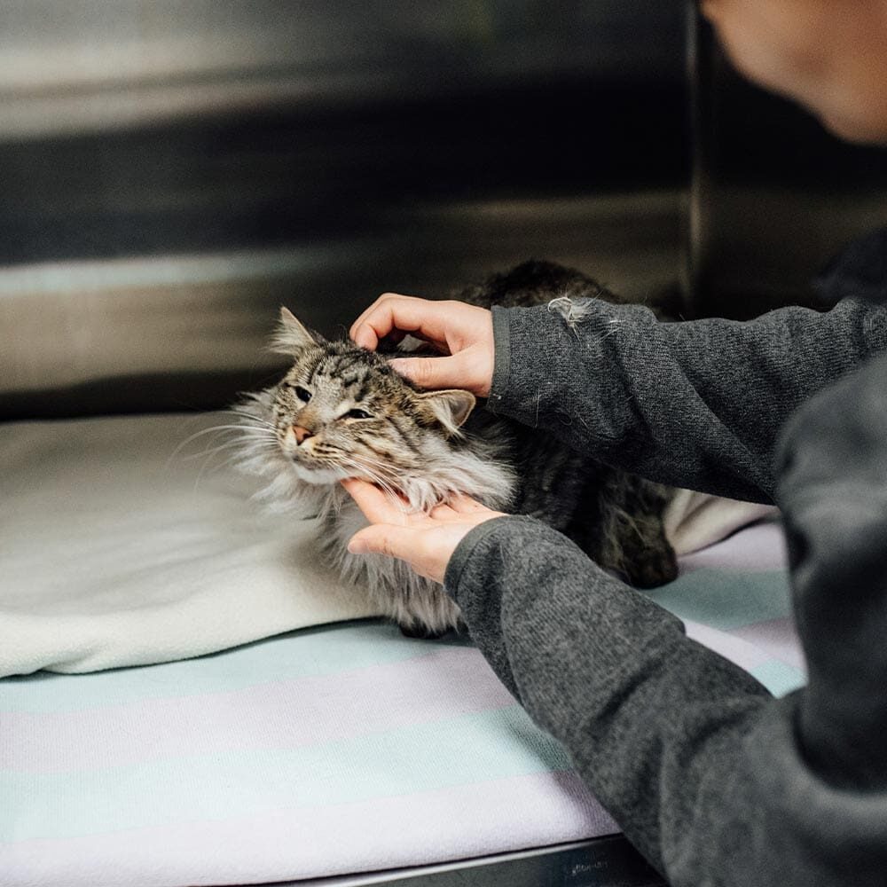 Staff Member Petting Maine Coon Cat Laying In Enclosure Staff Member Petting Maine Coon Cat Laying In Enclosure