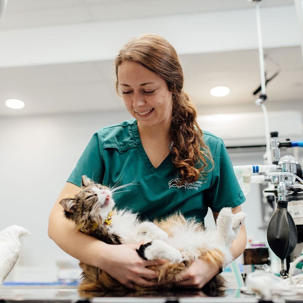 Staff Member Smiling And Holding Fluffy Cat Staff Member Smiling And Holding Fluffy Cat