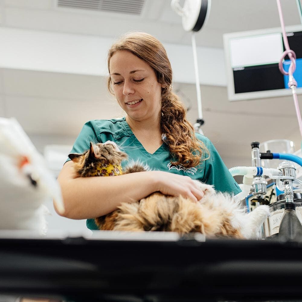 Staff Member Smiling And Holding Fluffy Cat