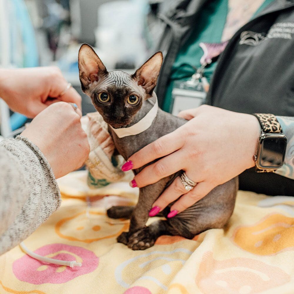 Staff Members Holding Hairless Cat Staff Members Holding Hairless Cat