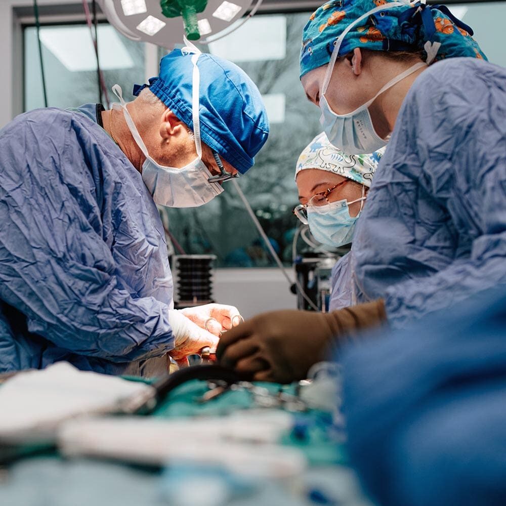 Surgery On Dog