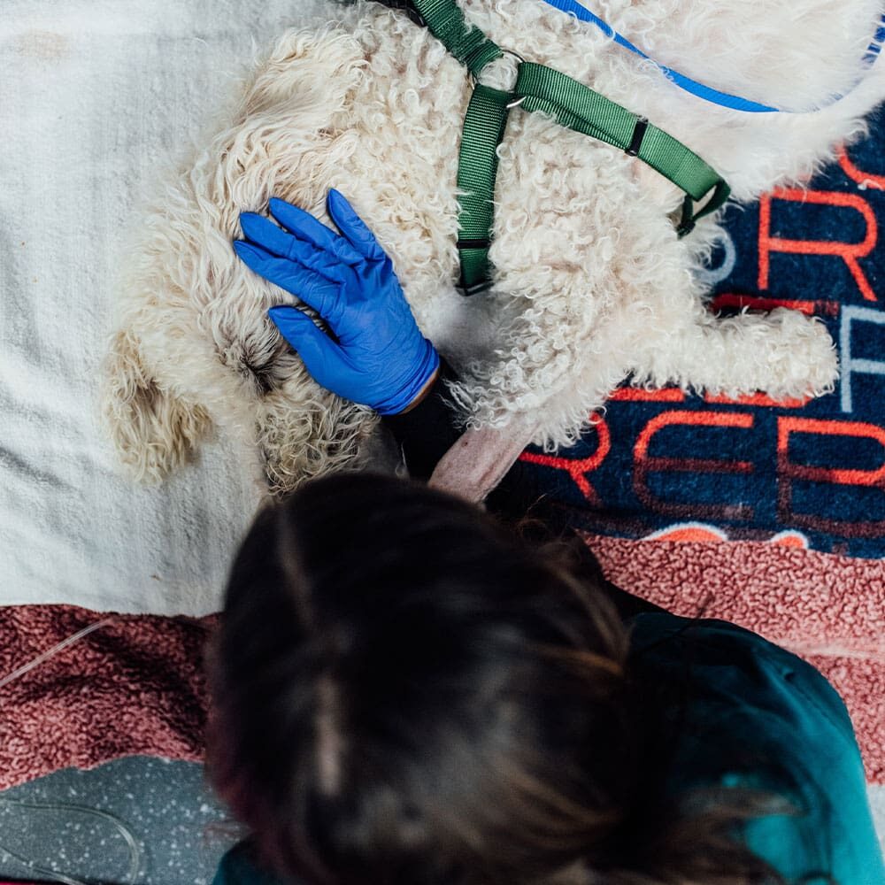 Top View Of Staff Member Comforting Sick Dog
