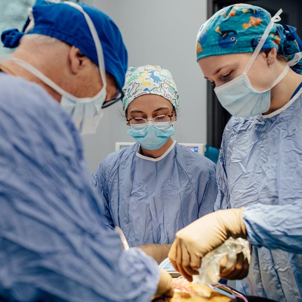 male and female veterinarians performing surgery with female assistant watching