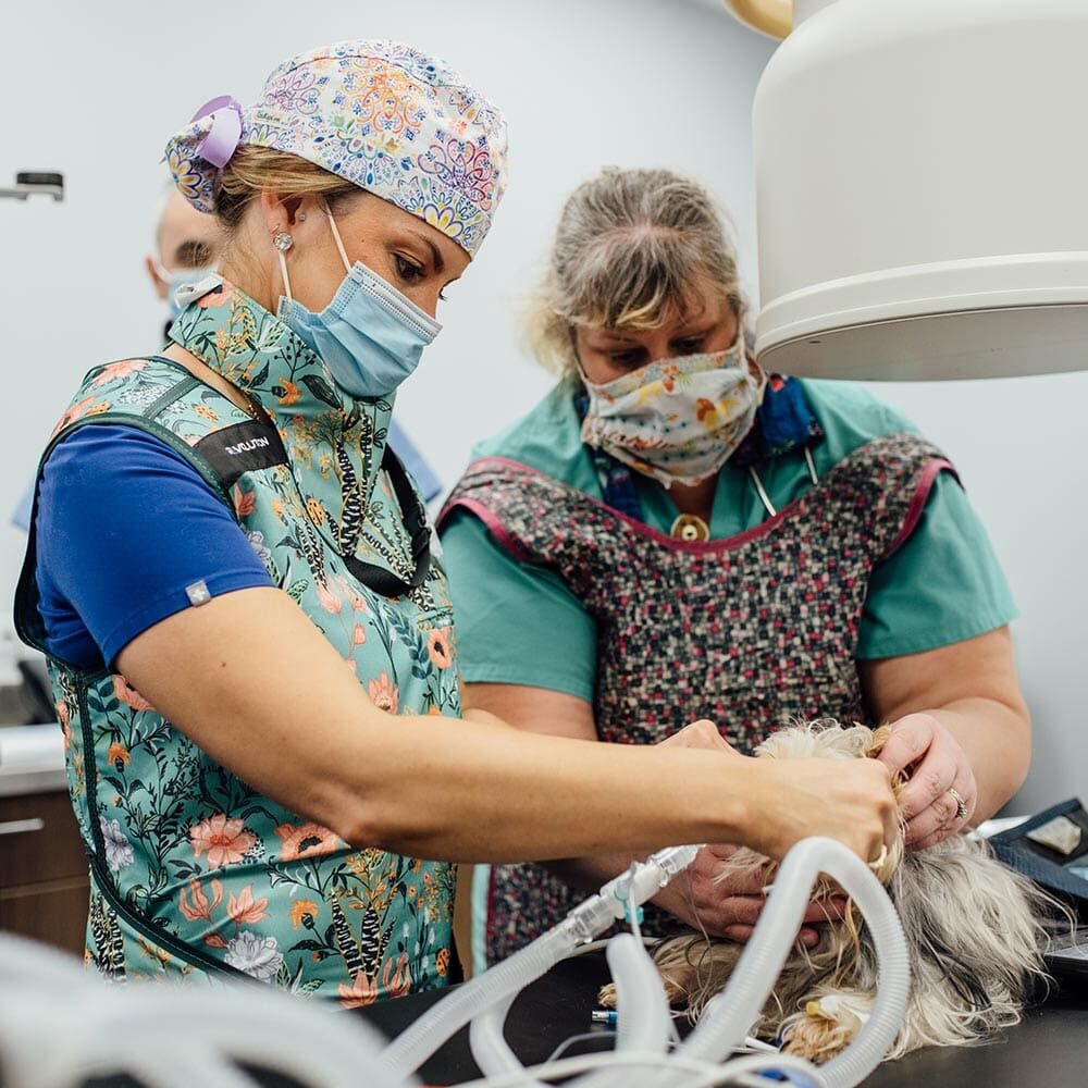 Veterinarians Working With Patient