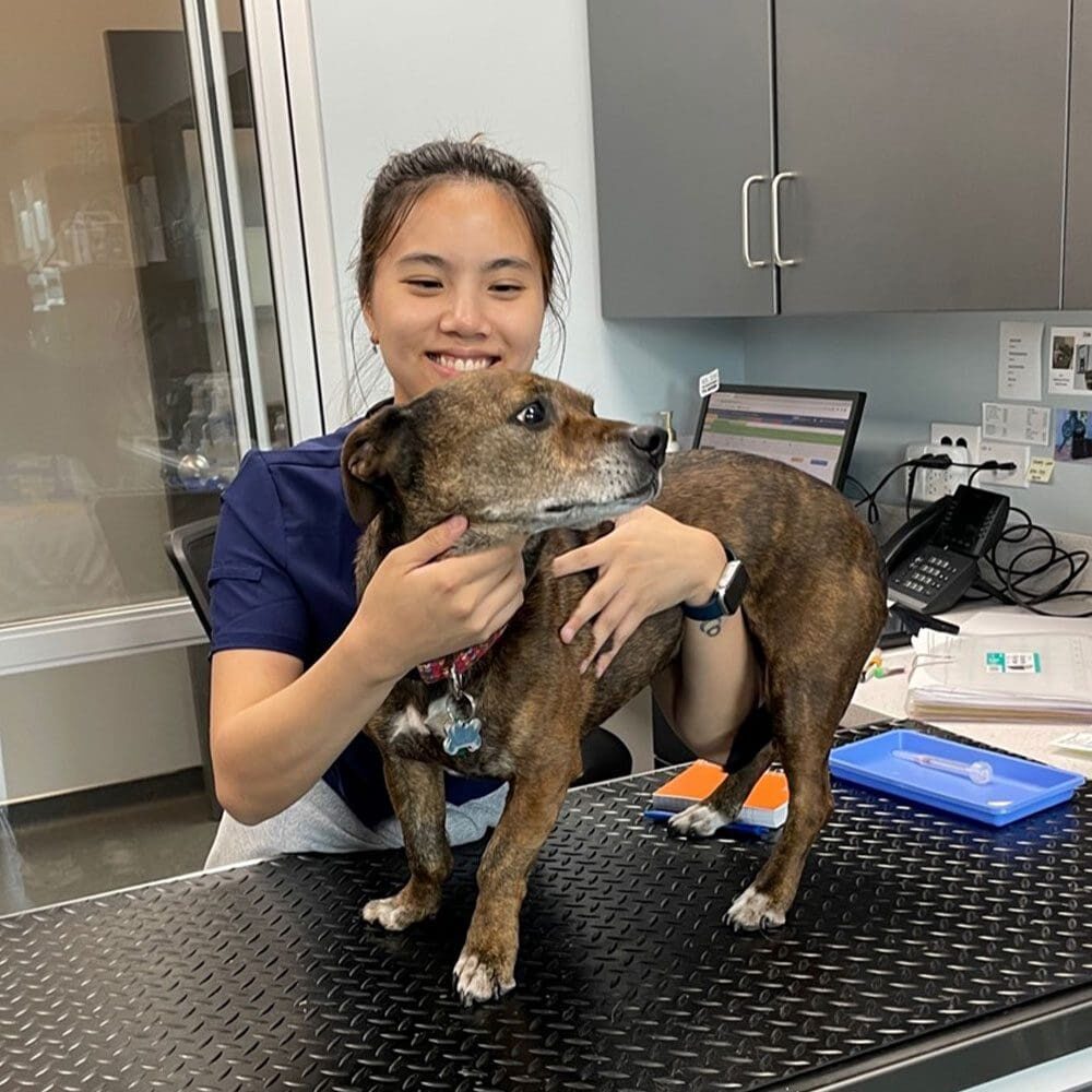 Who We Are At Veterinary Specialty Center In Bannockburn Il Who We Are At Veterinary Specialty Center In Bannockburn Il